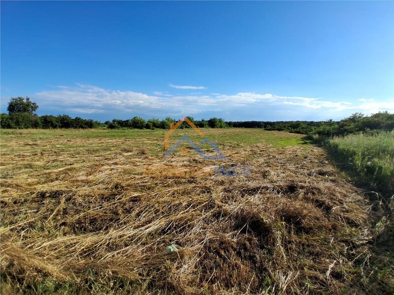 Bucsani, Giurgiu, teren 10.000 mp intravilan, agricol, oportunitate investitie