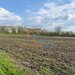Bucsani, Giurgiu, teren 10.000 mp intravilan, agricol, oportunitate investitie
