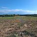 Bucsani, Giurgiu, teren 10.000 mp intravilan, agricol, oportunitate investitie
