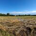 Bucsani, Giurgiu, teren 10.000 mp intravilan, agricol, oportunitate investitie